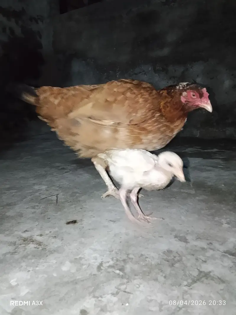 Pure Mianwali Aseel Murgi With Chick - 2 Years Old Breed — photo 4