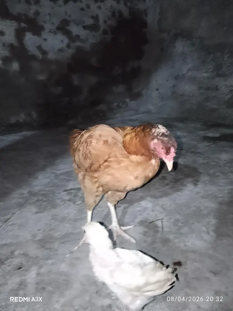 Pure Mianwali Aseel Murgi With Chick - 2 Years Old Breed — photo 5