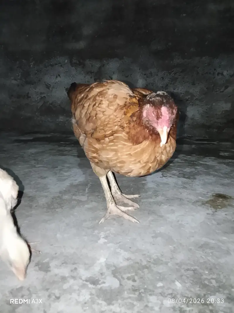 Pure Mianwali Aseel Murgi With Chick - 2 Years Old Breed — photo 6