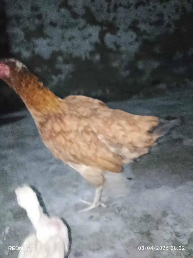 Pure Mianwali Aseel Murgi With Chick - 2 Years Old Breed — photo 7