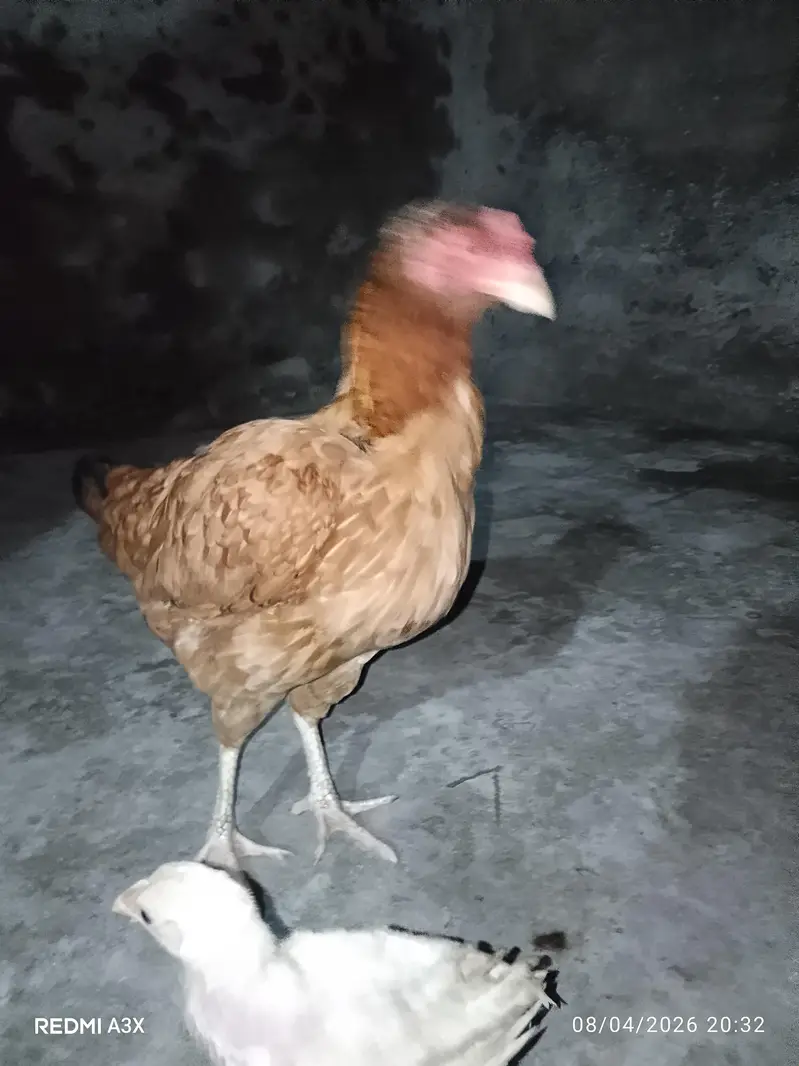 Pure Mianwali Aseel Murgi With Chick - 2 Years Old Breed — photo 8