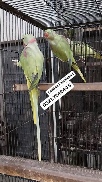 Hand tamed 0 Bite Raw Breeder pair