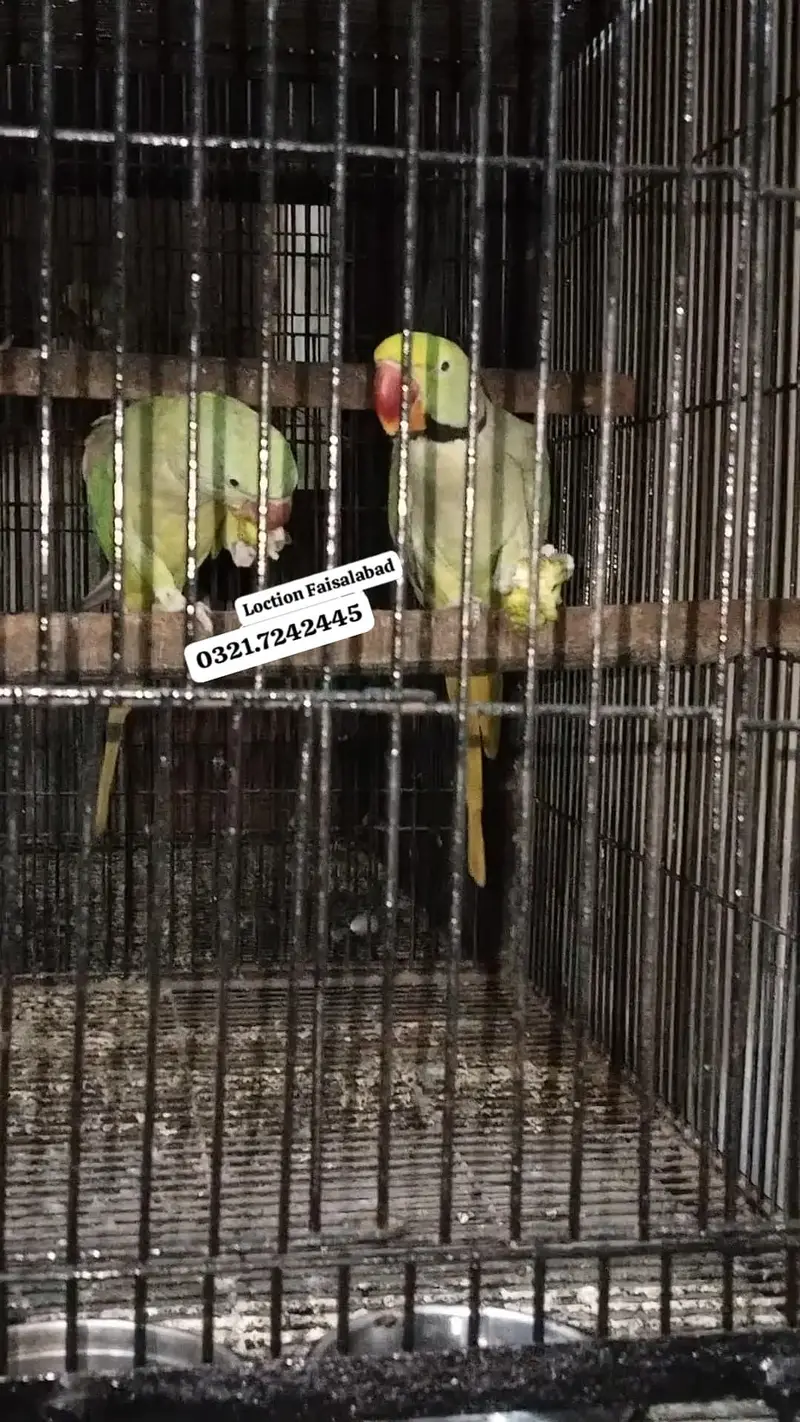 Hand tamed 0 Bite Raw Breeder pair — photo 4