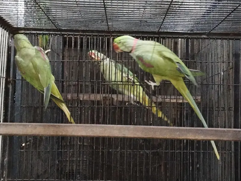 Hand tamed 0 Bite Raw Breeder pair — photo 5