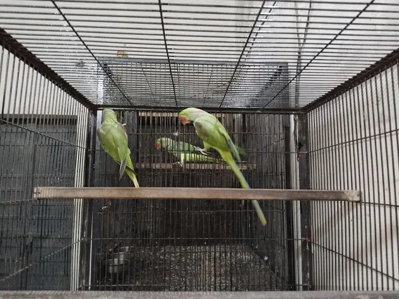 Hand tamed 0 Bite Raw Breeder pair — photo 6