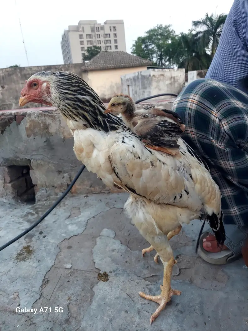white shamo female and brown female — photo 3