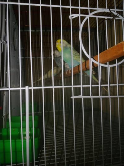 Rainbow working Budgie Australian Bajri parrot