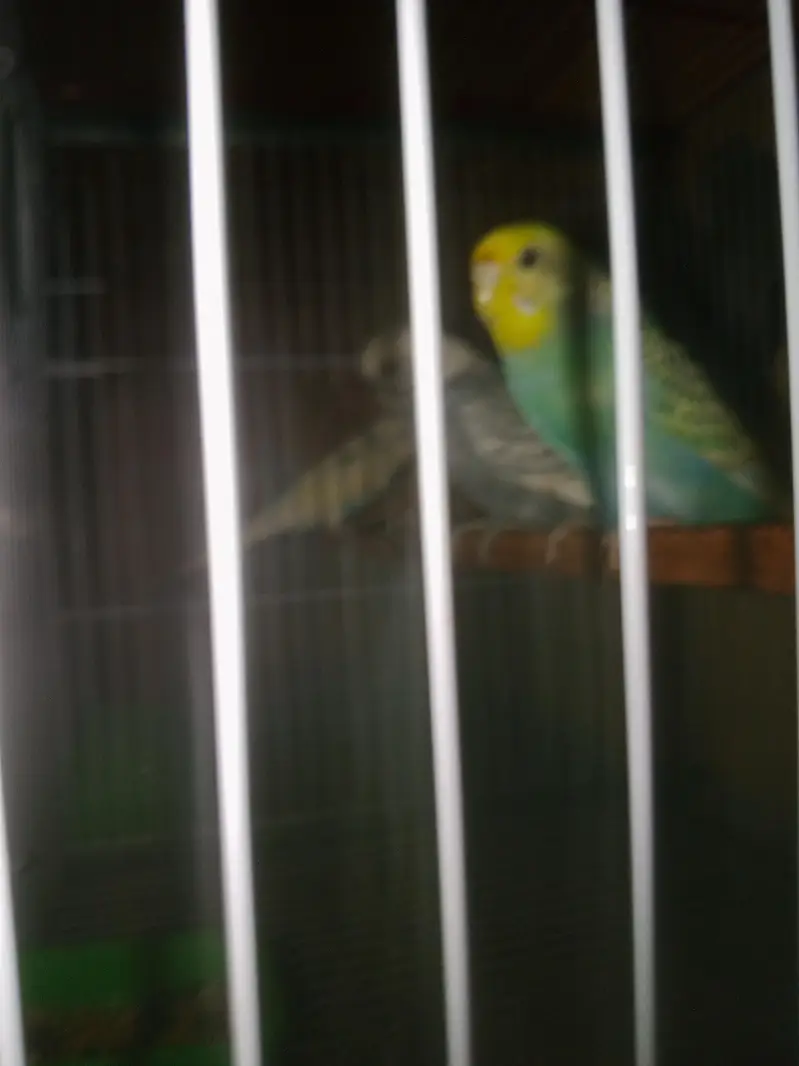 Rainbow working Budgie Australian Bajri parrot — photo 2
