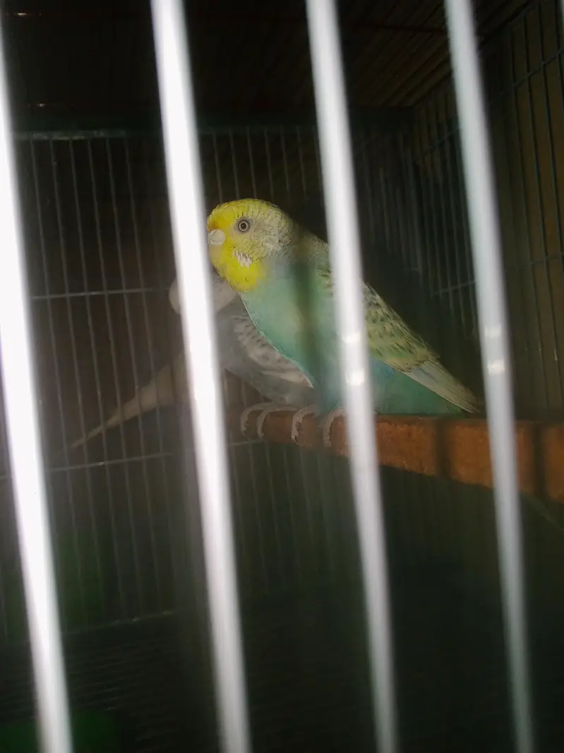 Rainbow working Budgie Australian Bajri parrot — photo 3