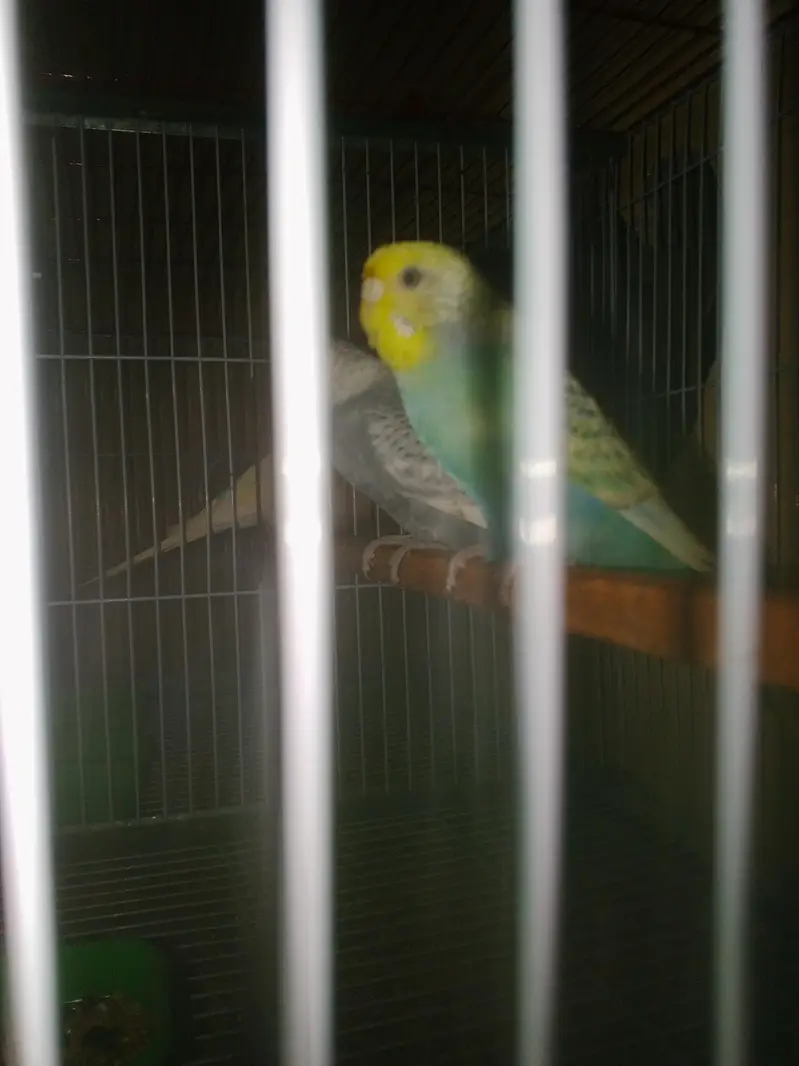 Rainbow working Budgie Australian Bajri parrot — photo 4