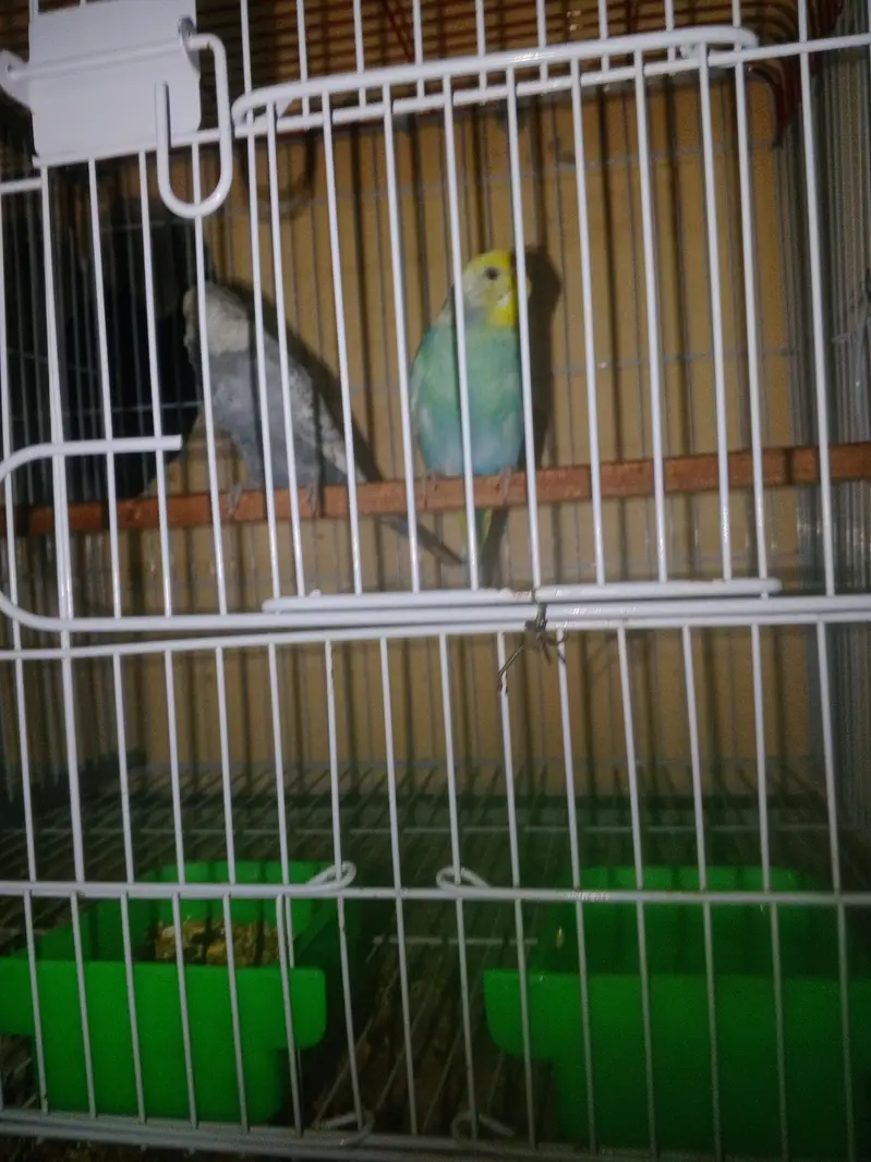 Rainbow working Budgie Australian Bajri parrot — photo 5