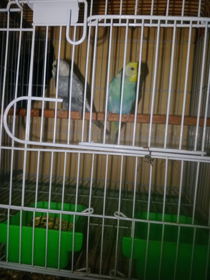 Rainbow working Budgie Australian Bajri parrot — photo 6