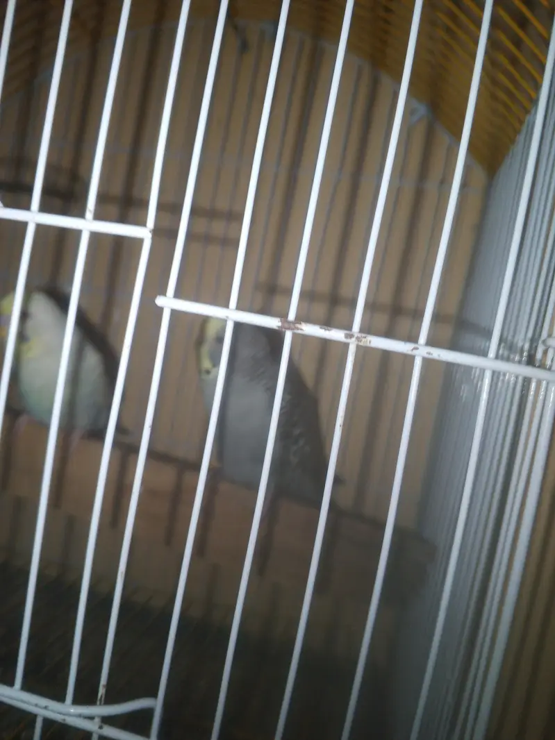 Rainbow working Budgie Australian Bajri parrot — photo 7
