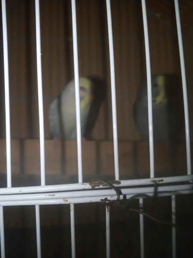 Rainbow working Budgie Australian Bajri parrot — photo 8