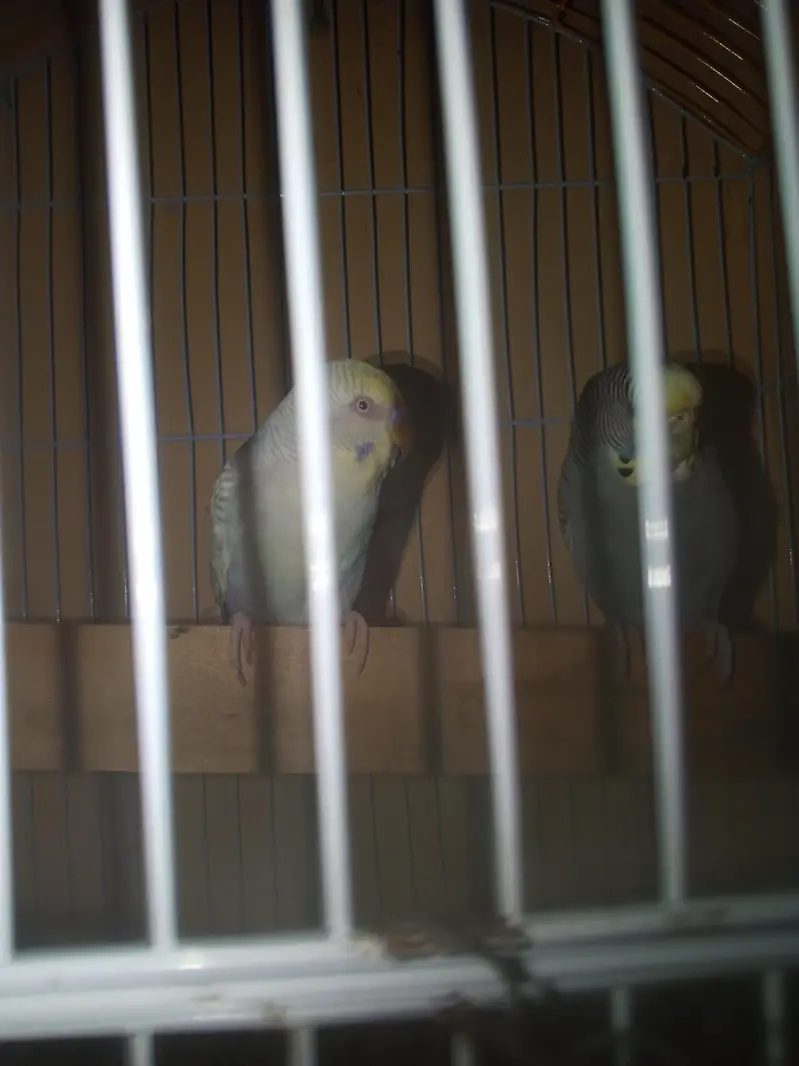 Rainbow working Budgie Australian Bajri parrot — photo 9