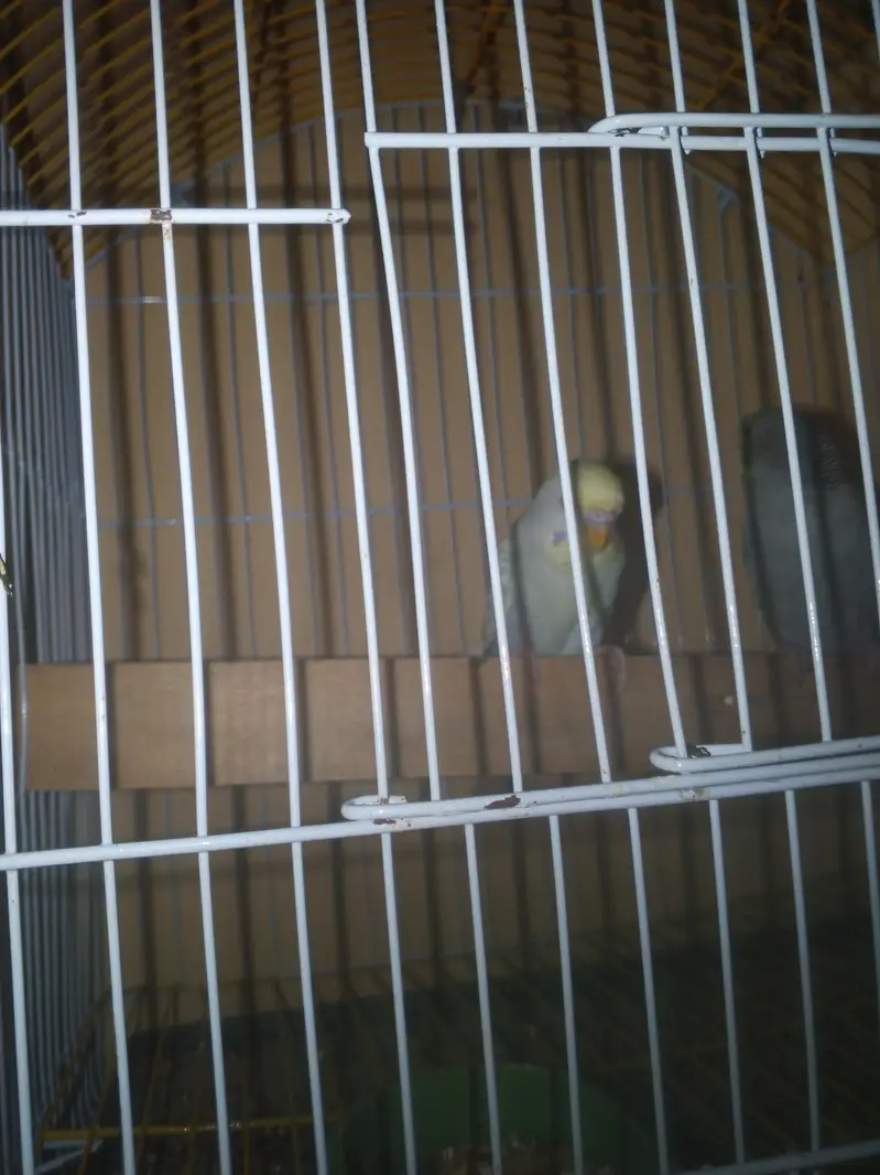 Rainbow working Budgie Australian Bajri parrot — photo 10