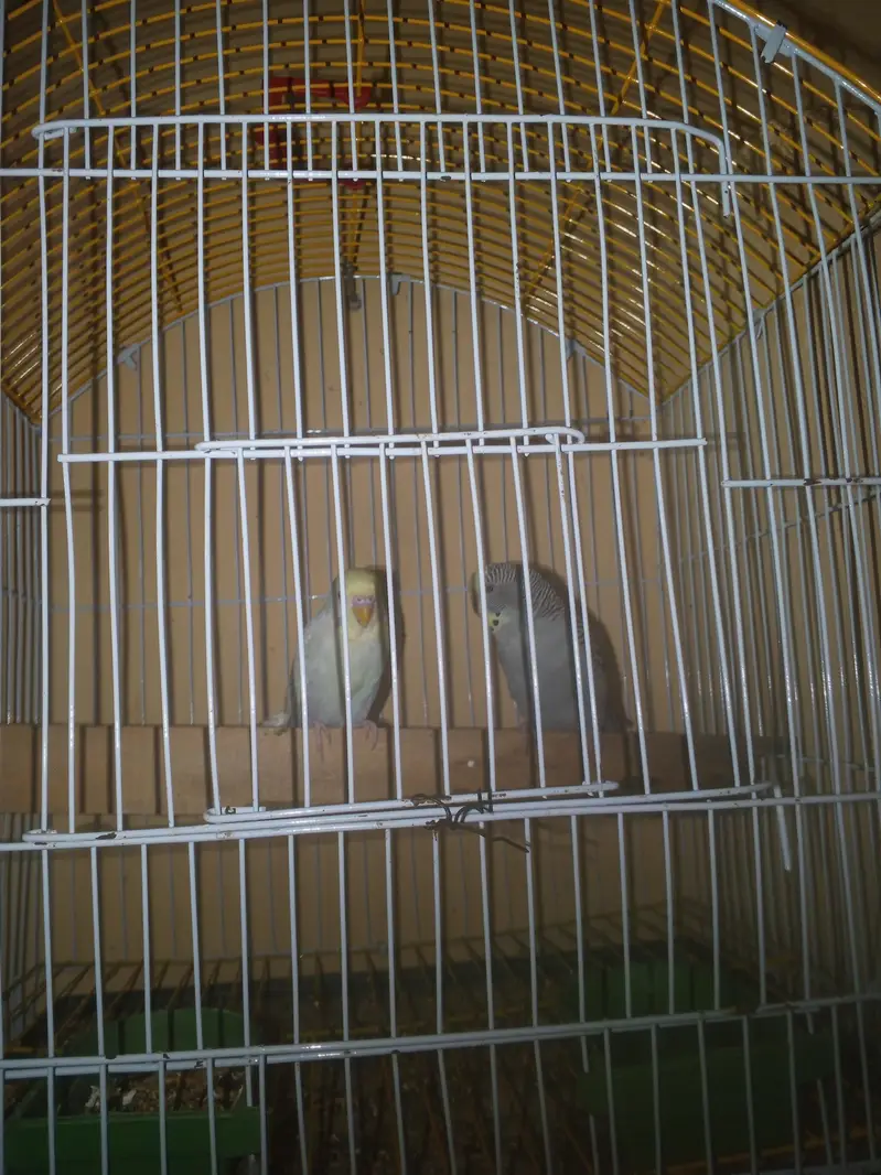 Rainbow working Budgie Australian Bajri parrot — photo 11
