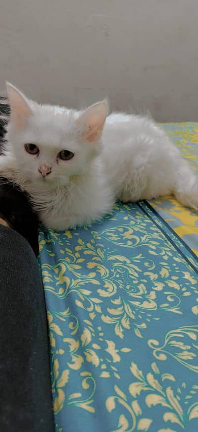 Kittens