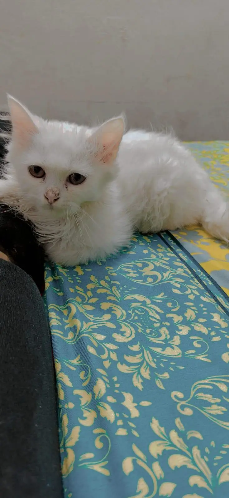 Kittens