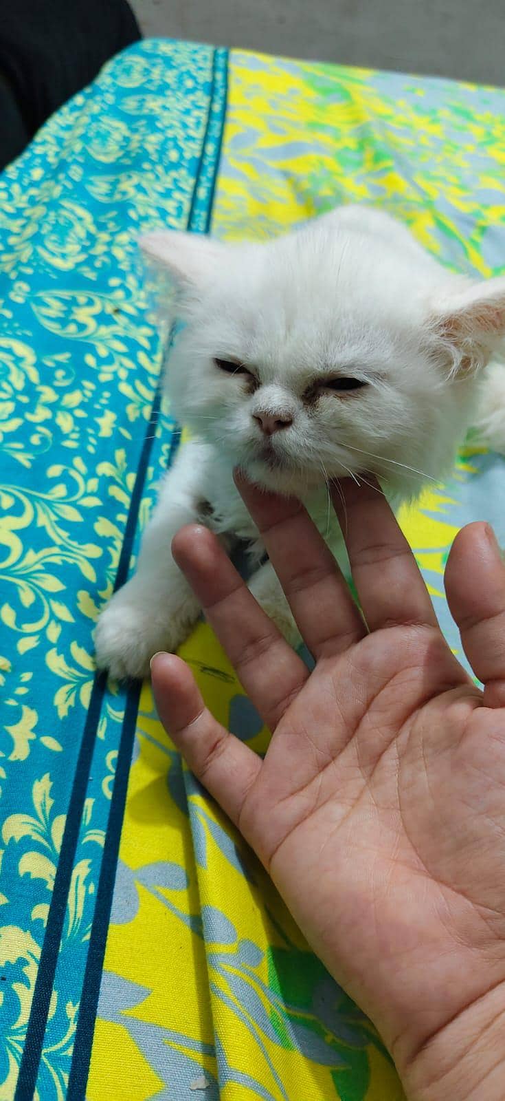 Kittens 1