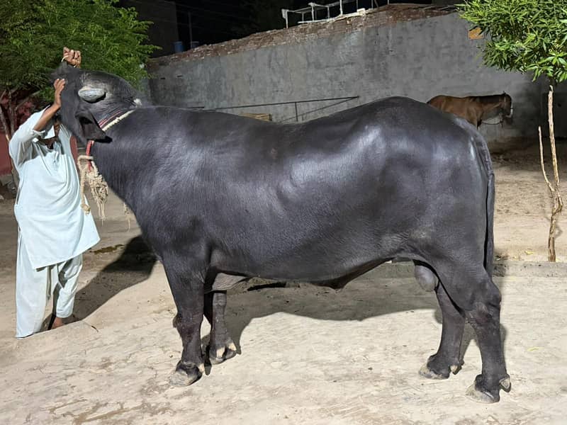 Breeder 1