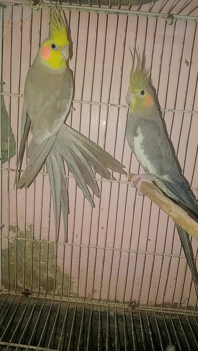 HEALTH & ACTIVE COCKATIEL PAIR