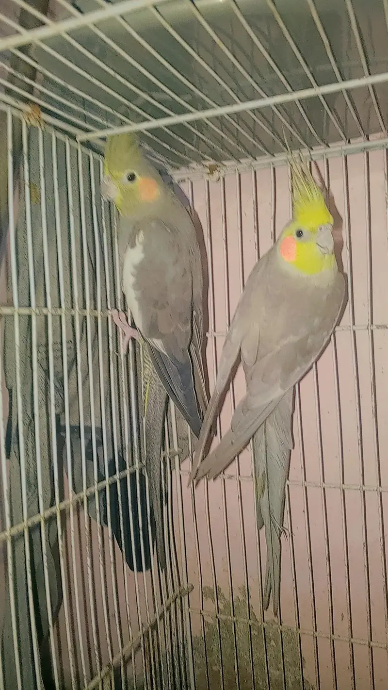 HEALTH & ACTIVE COCKATIEL PAIR — photo 2