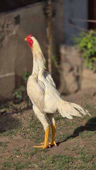 white o shamo in king size