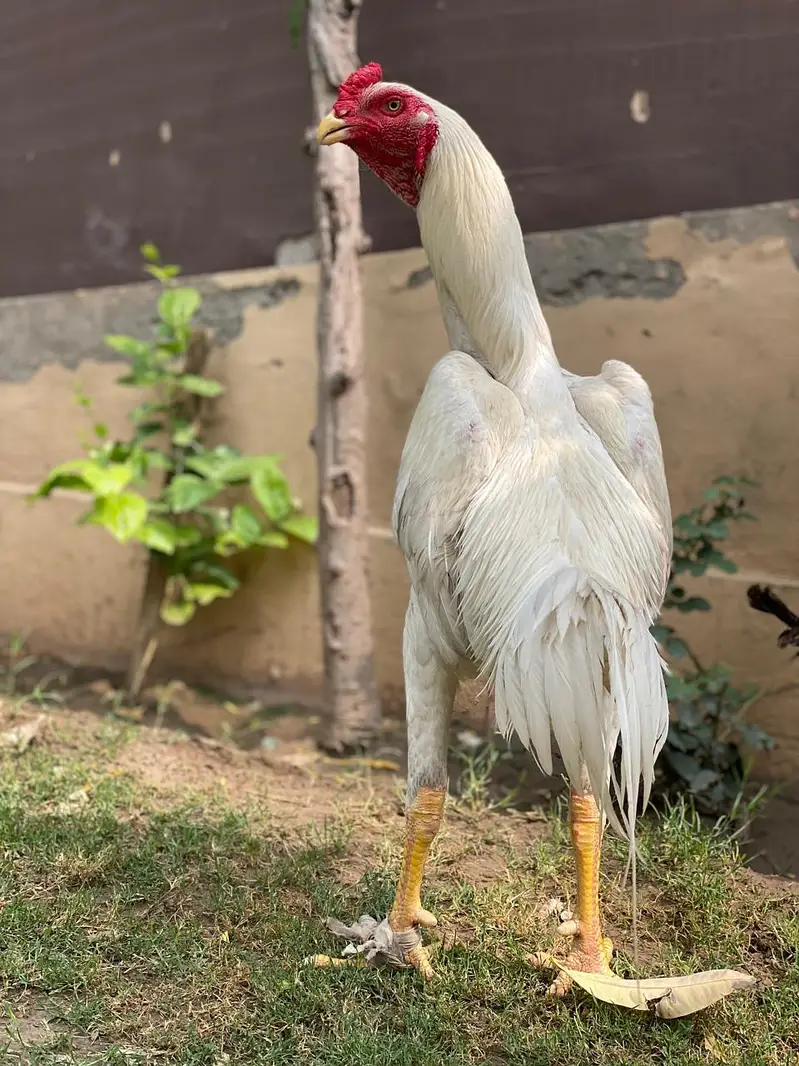 white o shamo in king size — photo 3