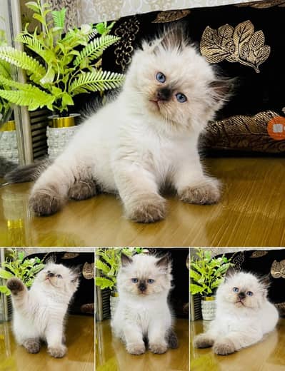 persian cats and kittens for sale wtsapp (0307/710/92/69)