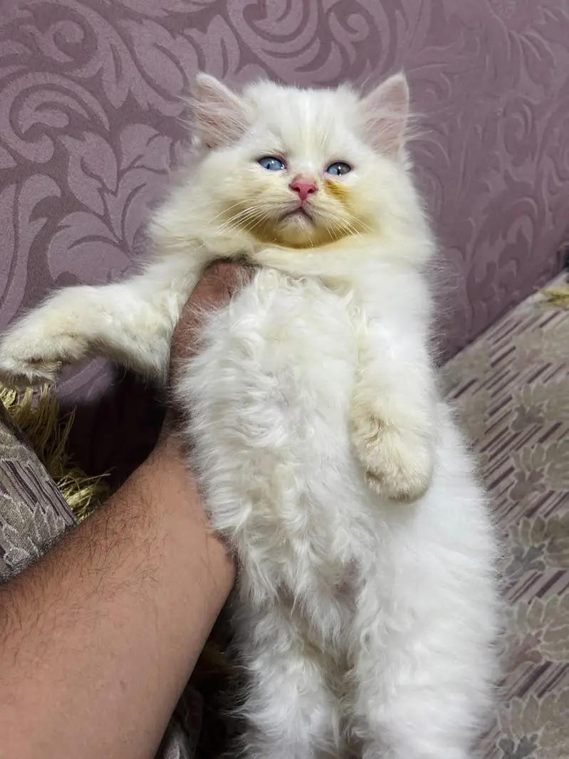 persian cats and kittens for sale wtsapp (0307/710/92/69) — photo 10
