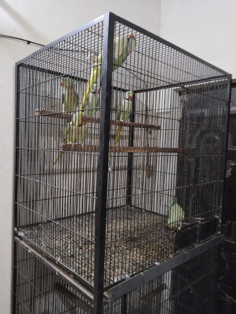 Breeding cage for sale — photo 6
