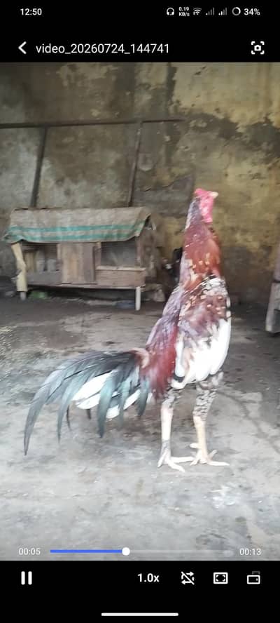 aseel male cross