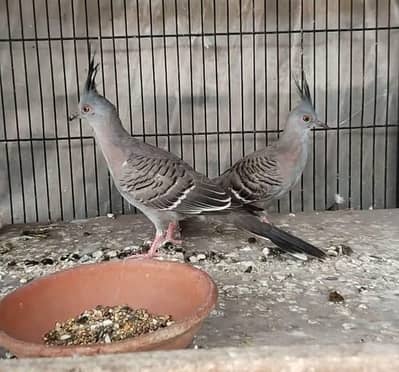 Crested Dove Pathy 6000 Par Piece
