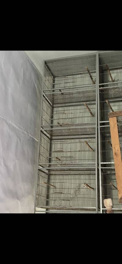 Birds cage