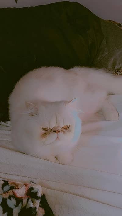 Male Cat For (Matting Only)