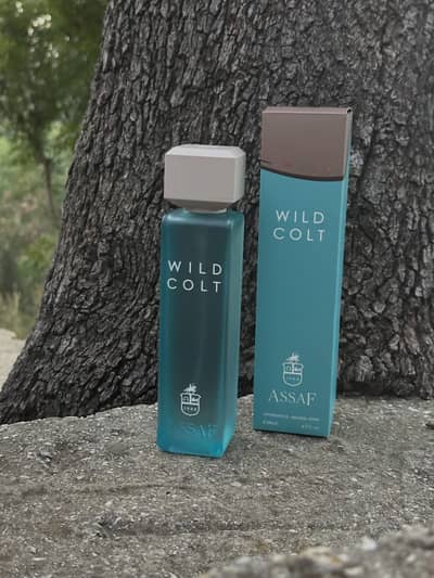 Assaf wild colt
