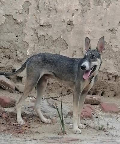 Alsatian bagiyari Male dog