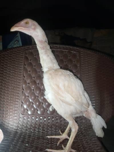 Hara chicks gar ke breed ha  granti ha whatsapp per 03362077192