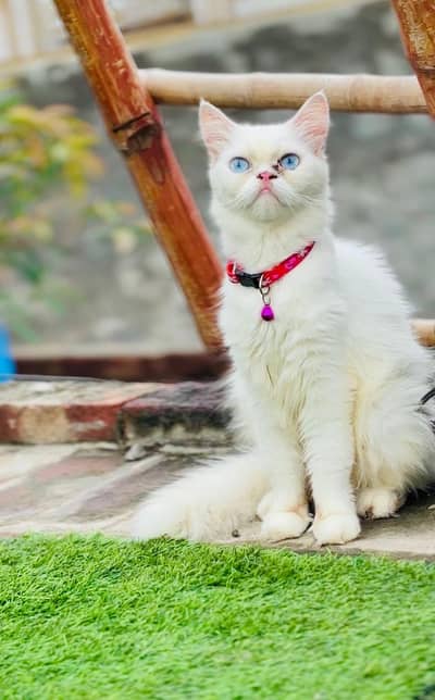 persian cats and kittens for sale wtsapp (0307/710/92/69)