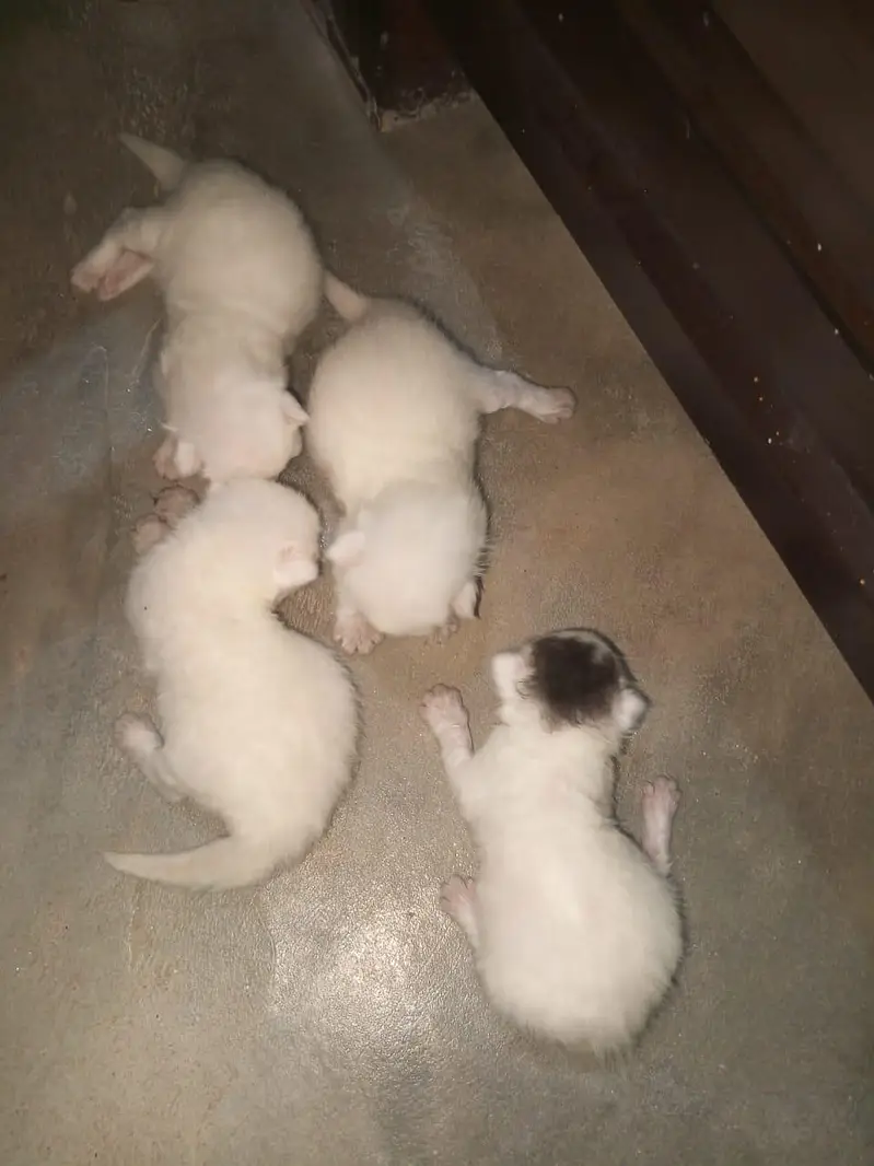 persian cats and kittens for sale wtsapp (0307/710/92/69) — photo 8