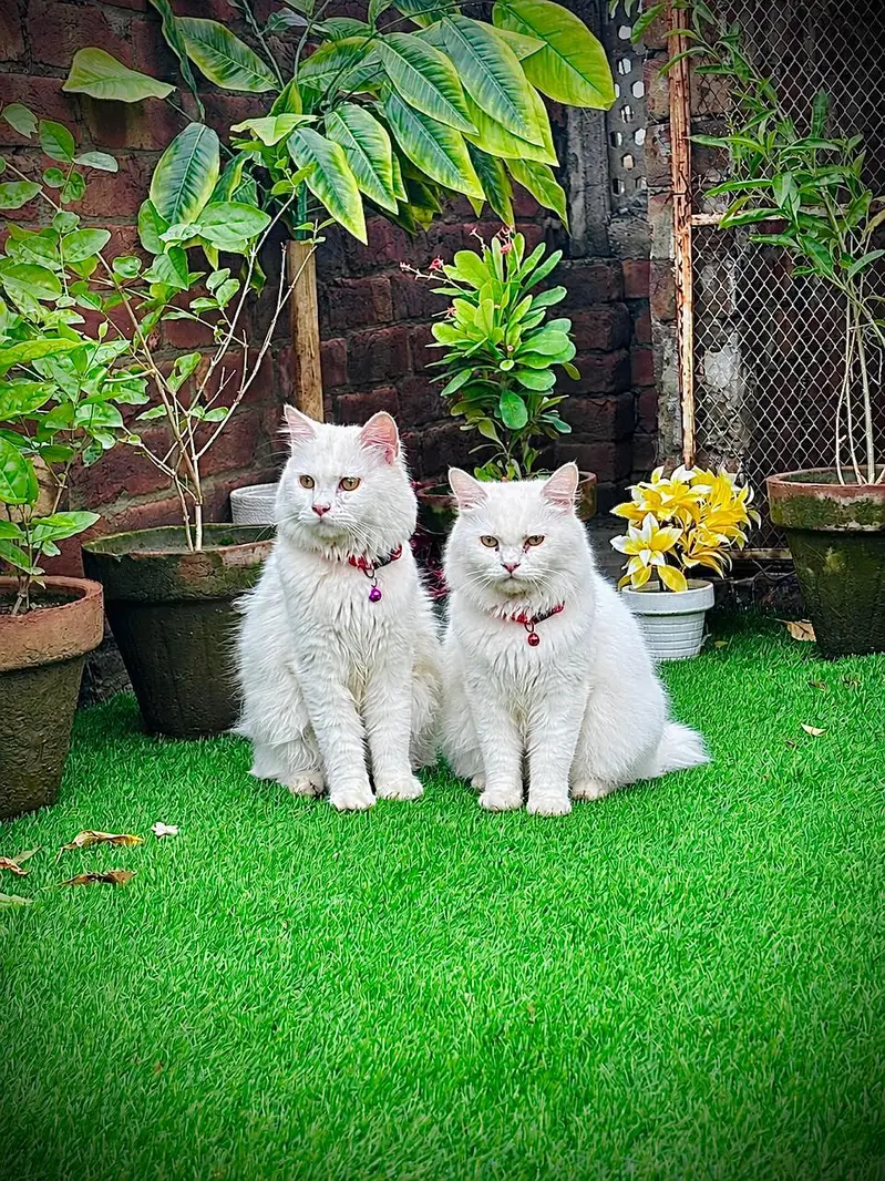 persian cats and kittens for sale wtsapp (0307/710/92/69) — photo 12