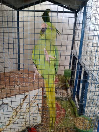 ringneck parrot for sale in Rawalpindi