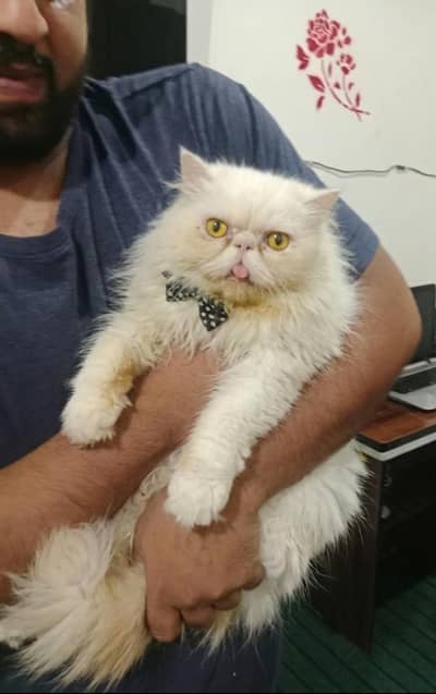 Persion cfa bloodline piki male for stud sevice