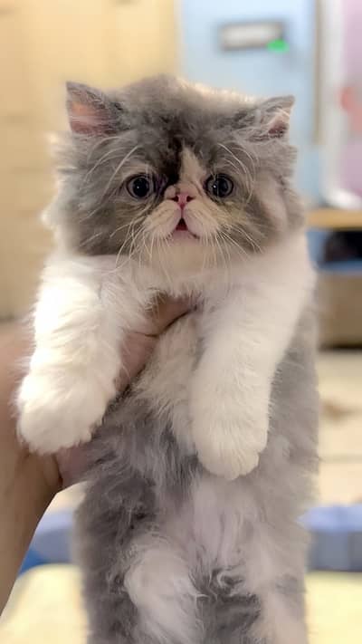 Persian Peki/Peke/Piki Female Kitten