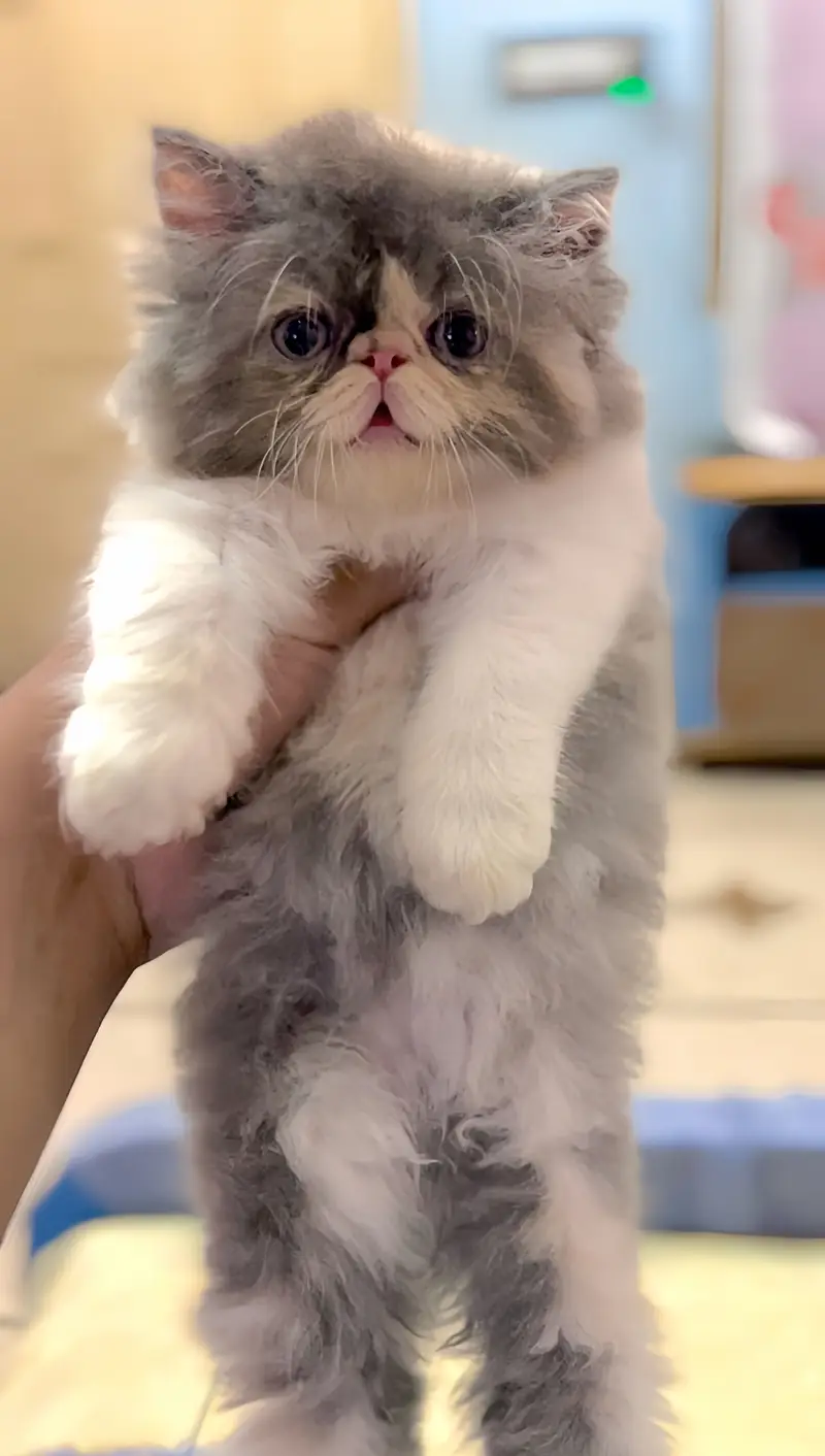 Persian Peki/Peke/Piki Female Kitten — photo 2