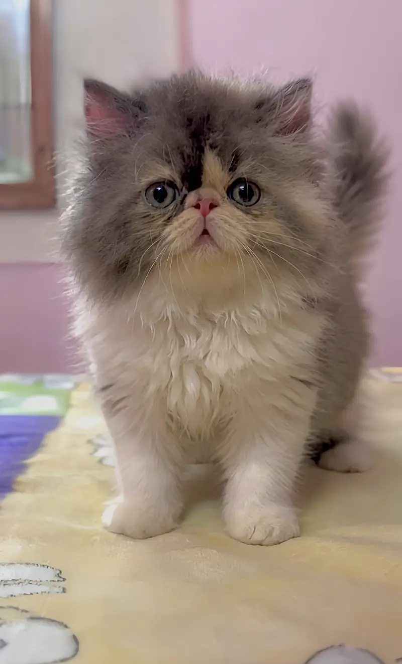Persian Peki/Peke/Piki Female Kitten — photo 3