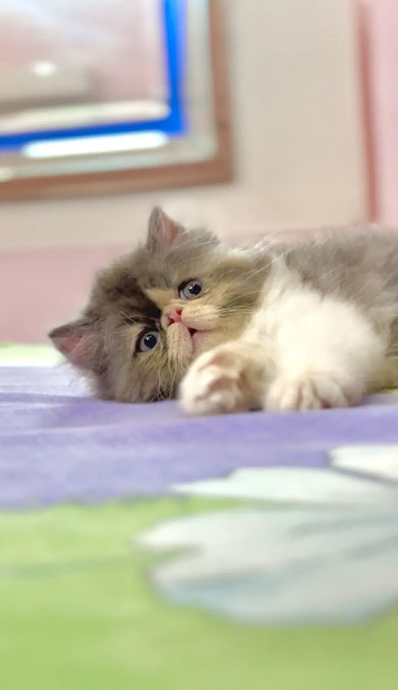 Persian Peki/Peke/Piki Female Kitten — photo 4