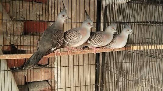 Crested Pathy Available