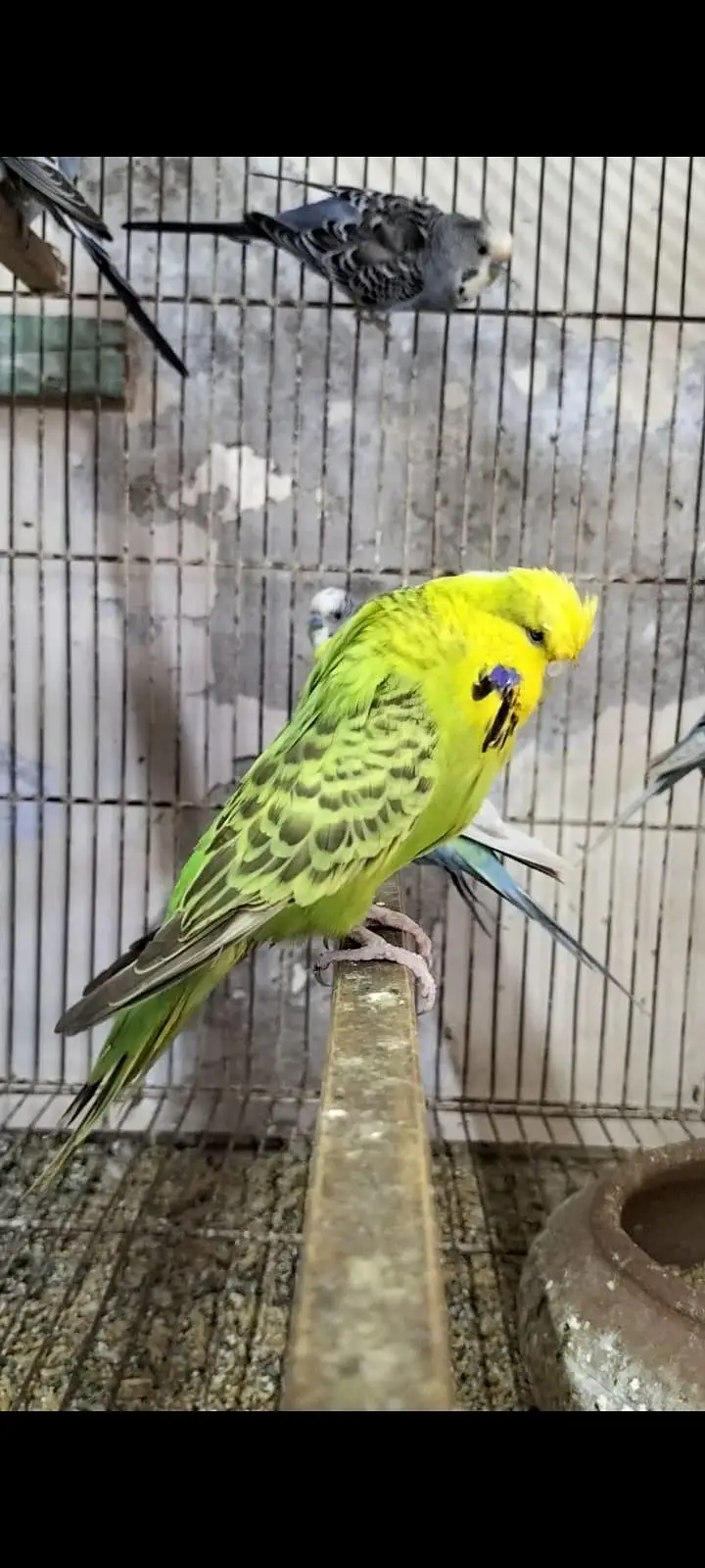 Crested Pathy Available — photo 2